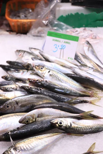 Barcelona Spanien September 2019 Frische Stöcker Auf Eis Markt Boqueria — Stockfoto