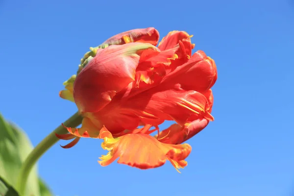 Tulipanes Loro Amarillo Anaranjado Primer Plano Con Cielo Azul Claro —  Fotos de Stock