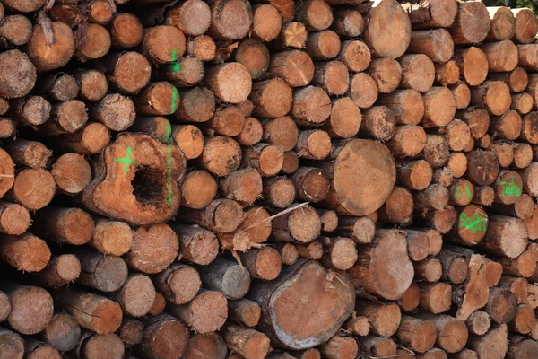 Big Piles Chopped Firewood French Forest — Stock Photo, Image