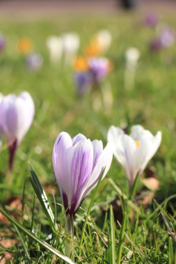 Mor ve beyaz çiğdemler erken bahar güneş ışığı altında