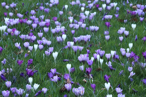Grupo Azafranes Blancos Púrpura Hierba —  Fotos de Stock