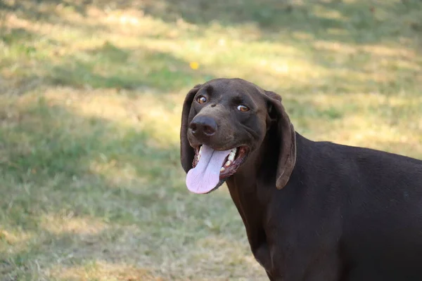 ドイツの短髪ポインタ 3歳の固体肝臓男性犬 — ストック写真