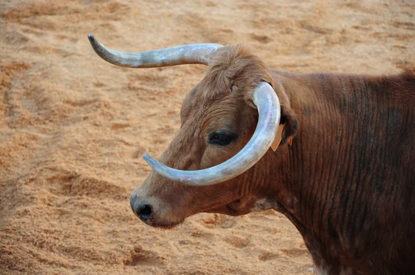 Unga tjurar — Stockfoto