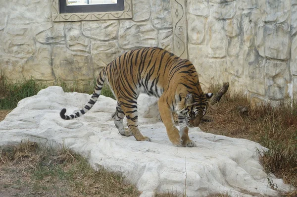 Tigre — Foto de Stock