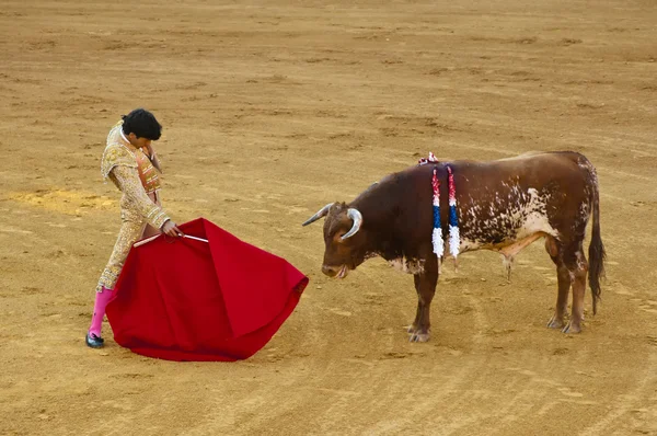 Corrida - torero of stierenvechter doodt een stier — Stockfoto