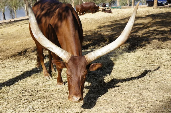 Watussi ankole — Zdjęcie stockowe