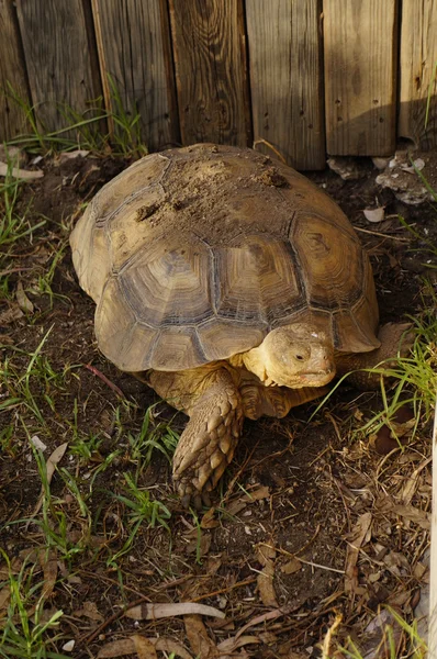 Tortue stimulée africaine Photo De Stock