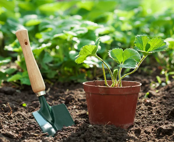 Strawberry plant in pot — Stock Photo, Image