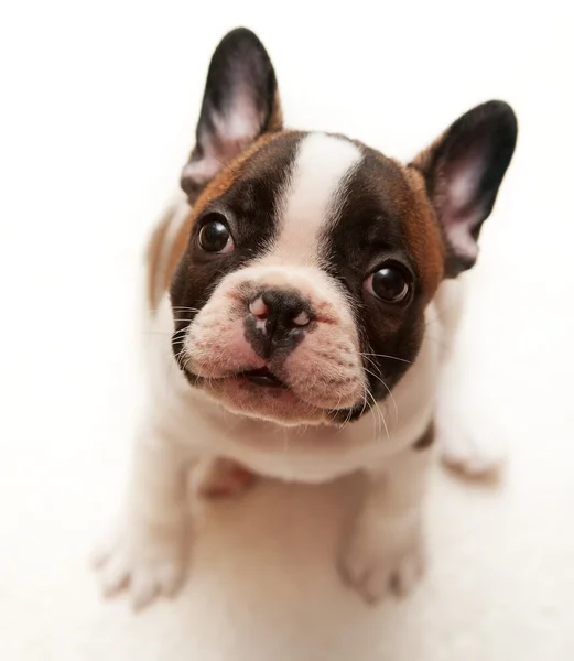 Franse bulldog puppy Rechtenvrije Stockafbeeldingen