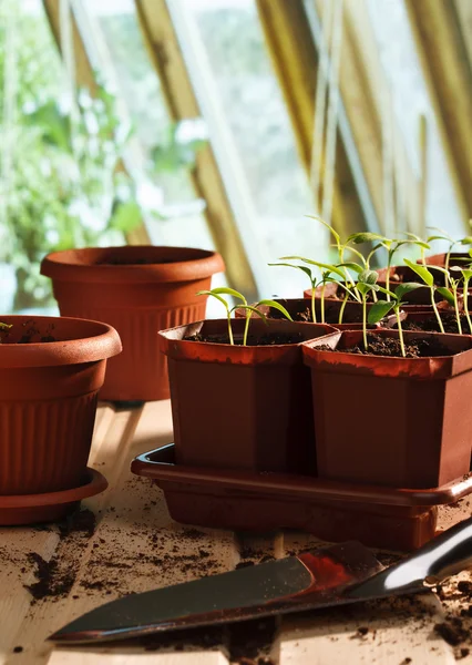 Pepper seedlings in pots — Stock Photo, Image