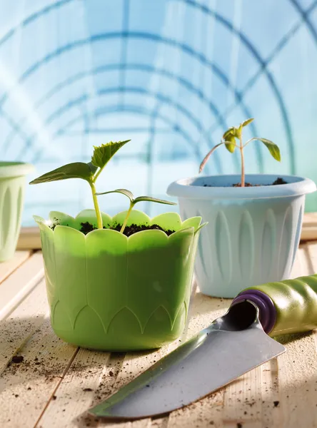 Pots of seedlings in greenhouse — Stock Photo, Image