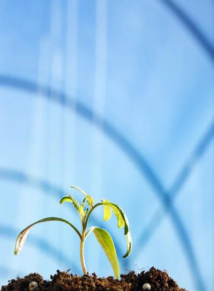 Tomatplantor — Stockfoto