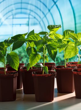 biber fideleri sera içinde