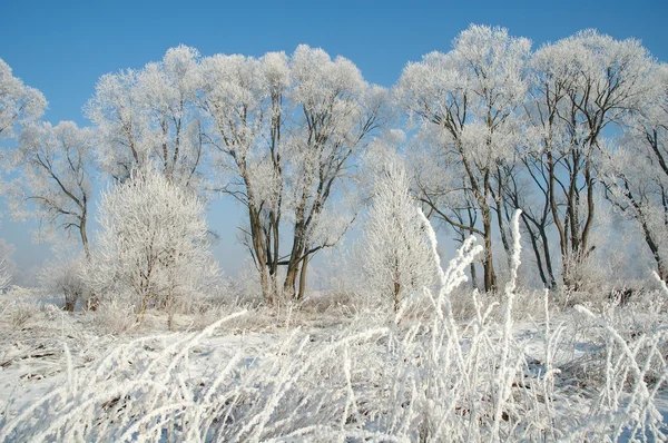 Paisaje invierno —  Fotos de Stock