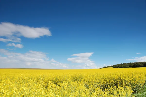 Summer landscape — Stock Photo, Image