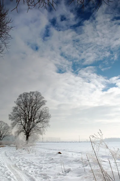 Krajobraz zimowy — Zdjęcie stockowe