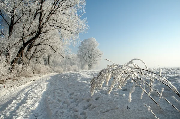 Paysage hivernal — Photo