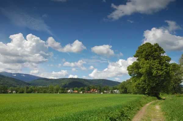 Summer landscape — Stock Photo, Image