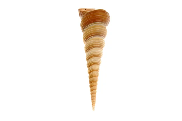 Seashell — Stock Photo, Image