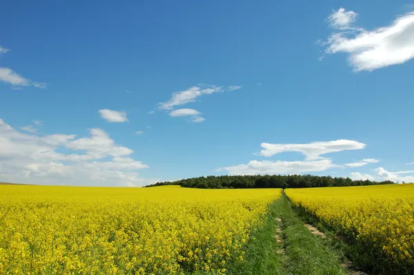 Summer landscape — Stock Photo, Image