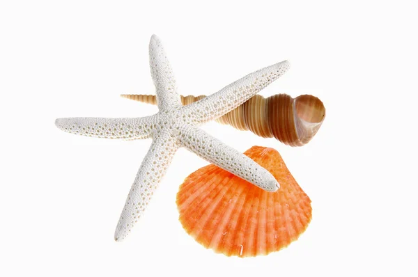 Stelle marine e conchiglie — Foto Stock