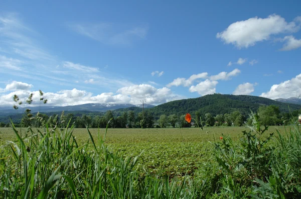 Zomer landschap — Stockfoto