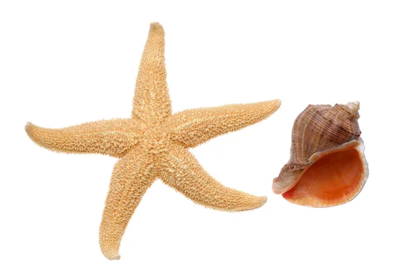 Estrelas-do-mar e conchas — Fotografia de Stock