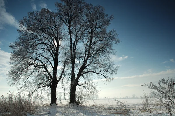 Paesaggio invernale — Foto Stock