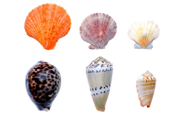 Conchas multicoloridas — Fotografia de Stock