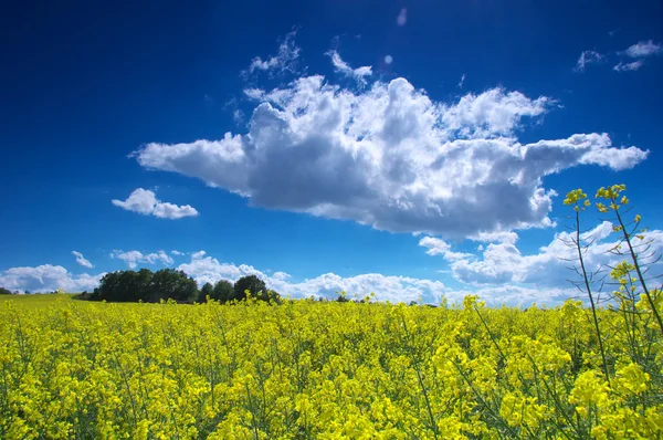 Yellow field — Stock Photo, Image