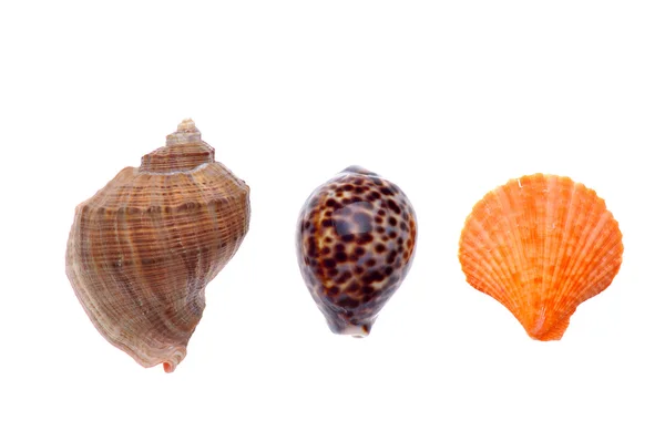Többszínű tengeri kagylókból — Stock Fotó