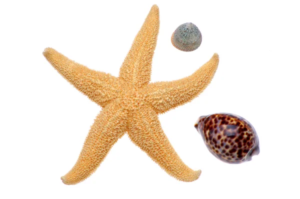 Estrellas de mar y conchas marinas —  Fotos de Stock