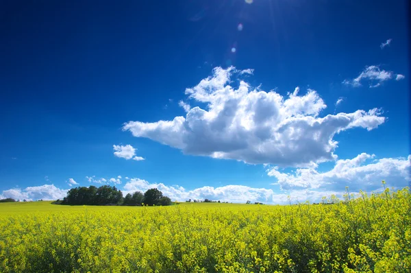 Geel veld — Stockfoto