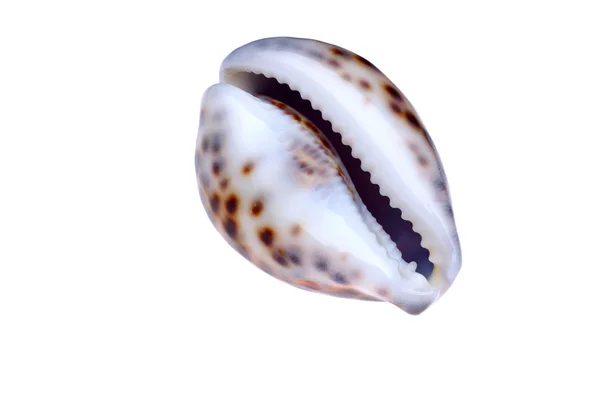 Seashell — Stock Photo, Image