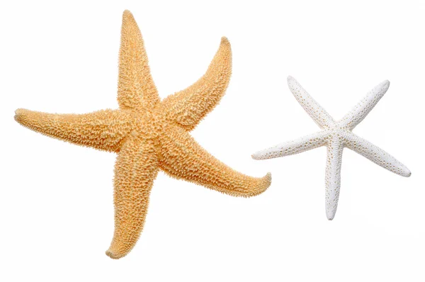 Estrella de mar — Foto de Stock