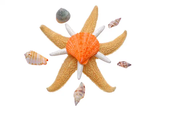 Starfish and seashell — Stock Photo, Image