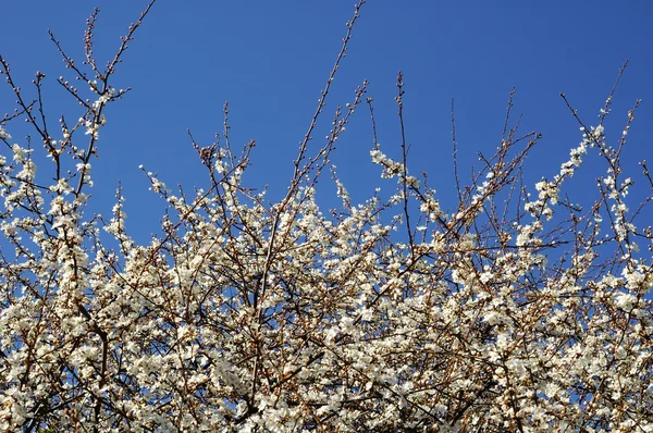 Spring time — Stock Photo, Image