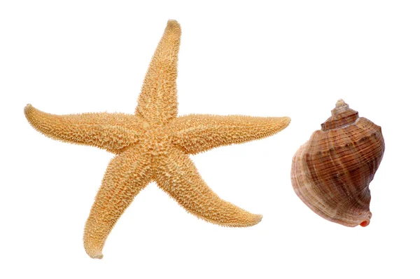 Морські зірки і seashell — стокове фото