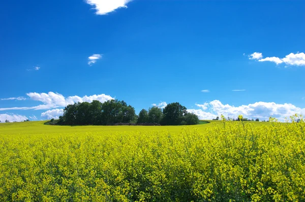 Yellow field — Stock Photo, Image