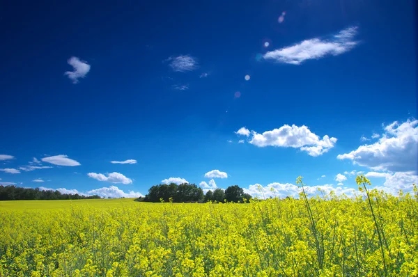 Yellow field — Stock Photo, Image