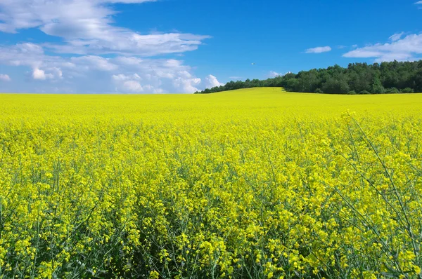 Yellow field — Stock Photo, Image