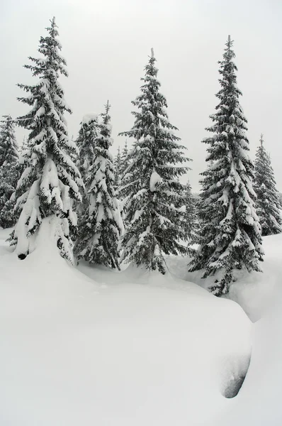 Invierno en el bosque — Foto de Stock