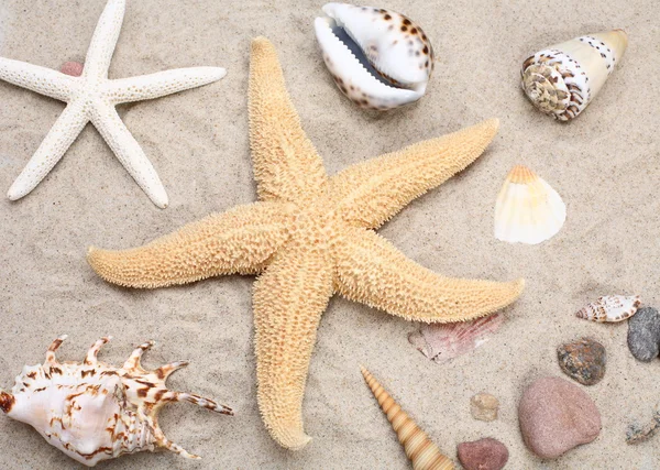 Starfish and seashells on sand — Stock Photo, Image