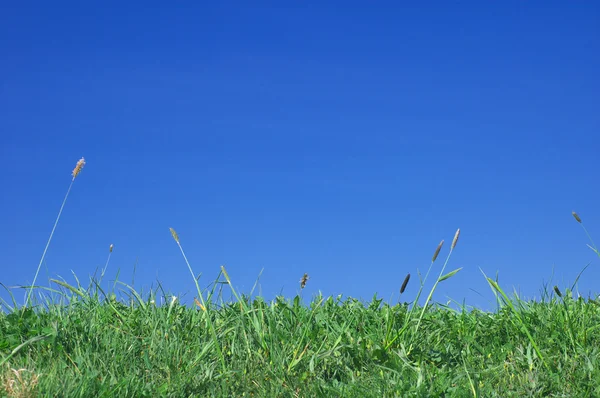 Summer landscape — Stock Photo, Image