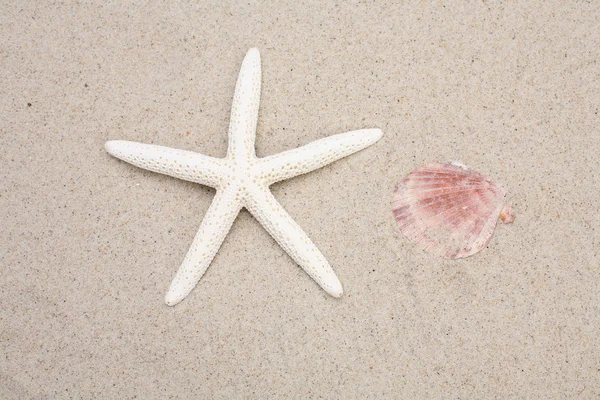 Starfish and seashell — Stock Photo, Image