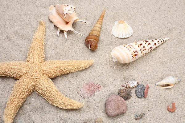 Starfish and seashells on sand — Stock Photo, Image