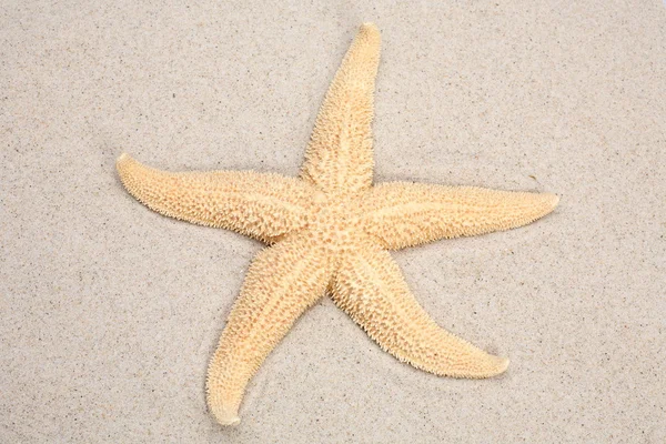 Starfish — Stock Photo, Image