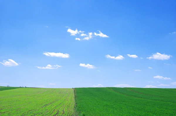 Paisaje verano — Foto de Stock