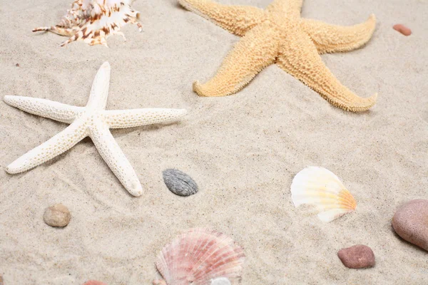 Starfish and seashells on sand — Stock Photo, Image