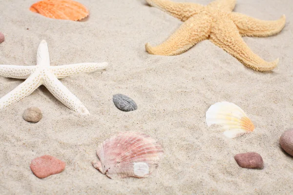 Starfish and seashells on sand — Stock Photo, Image